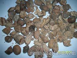 NUTMEG-BWP-BROKEN